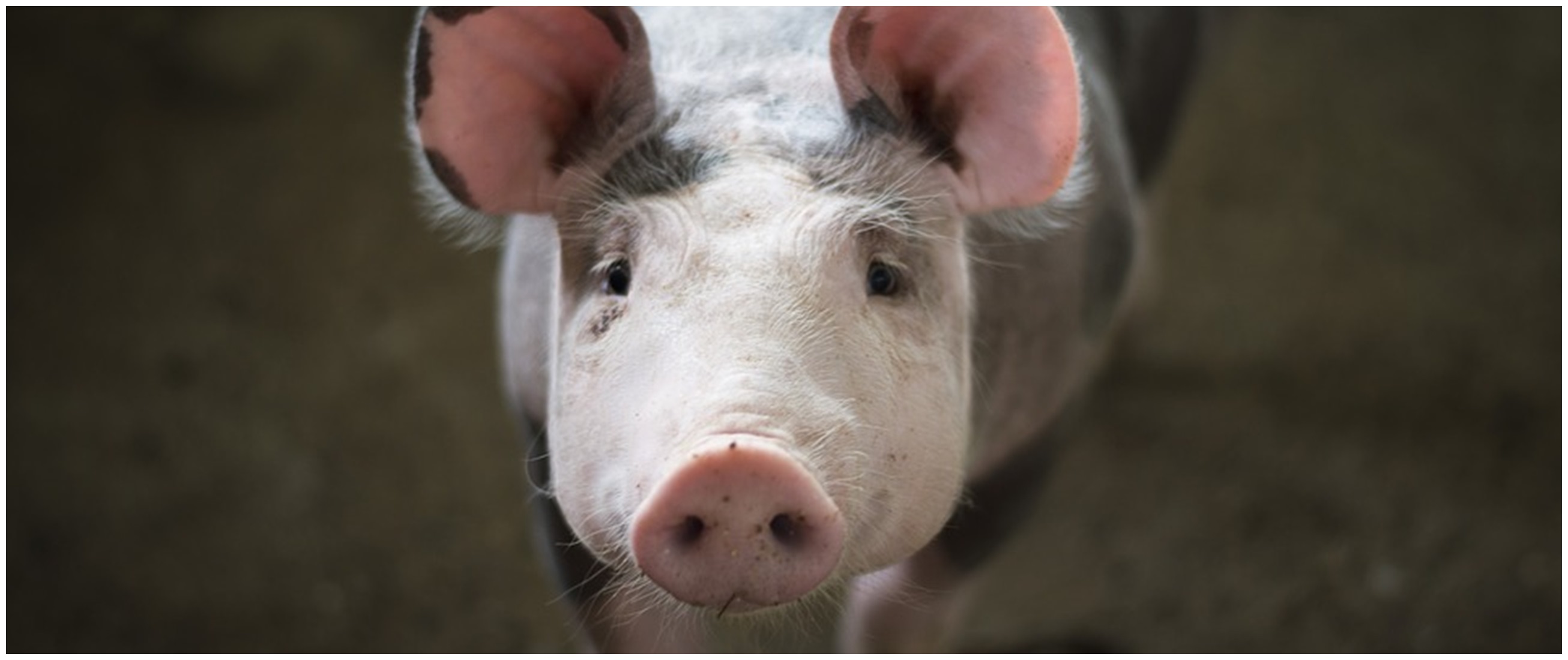 Cetak sejarah, ahli bedah transplantasi jantung babi ke manusia