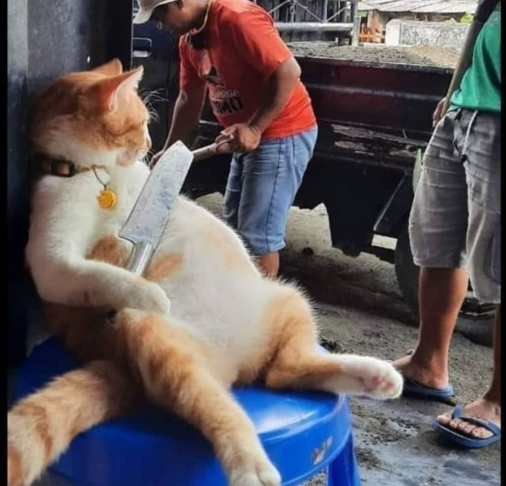 15 Potret lucu kucing bantu manusia ini bikin gemes pol