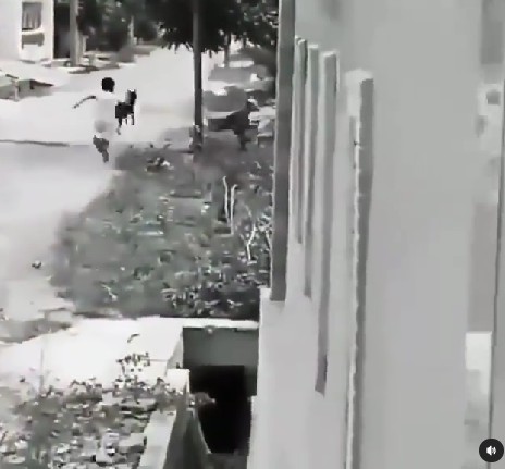 11 Momen orang dikejar hewan, ambil anak ayamnya diuber induknya berbagai sumber