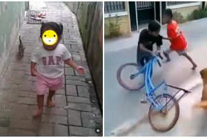 11 Momen lucu orang dikejar hewan, ambil anak ayamnya diuber induknya