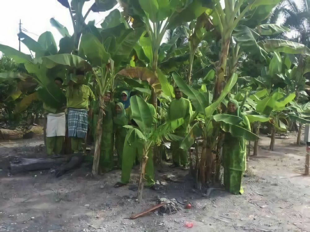 11 Cara nyeleneh amankan pohon pisang, idenya bikin yang lihat kaget