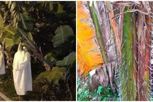 11 Cara nyeleneh amankan pohon pisang, idenya bikin yang lihat kaget