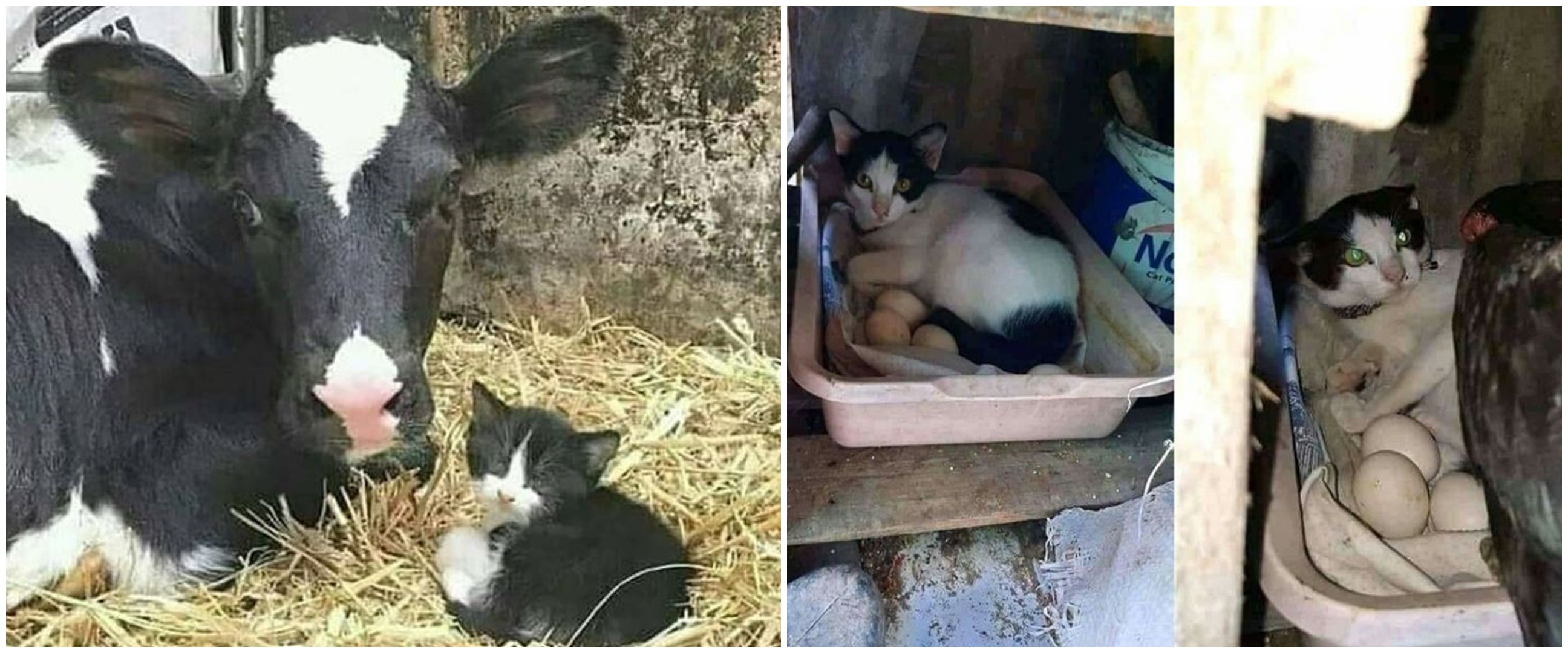 11 Potret lucu hewan salah induk ini aksinya bikin tepuk jidat