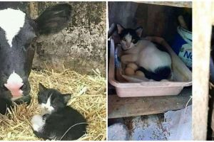 11 Potret lucu hewan salah induk ini aksinya bikin tepuk jidat