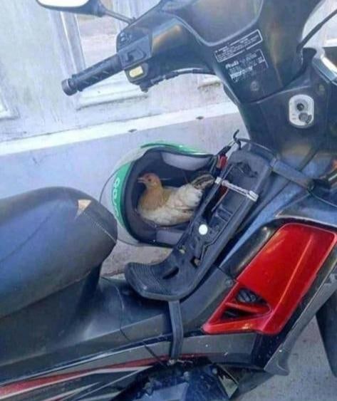 11 Penampakan hewan di kendaraan ojek online, ayam sampai anak tikus