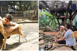 Potret mini zoo di rumah 7 seleb, ada yang luasnya 500 meter persegi
