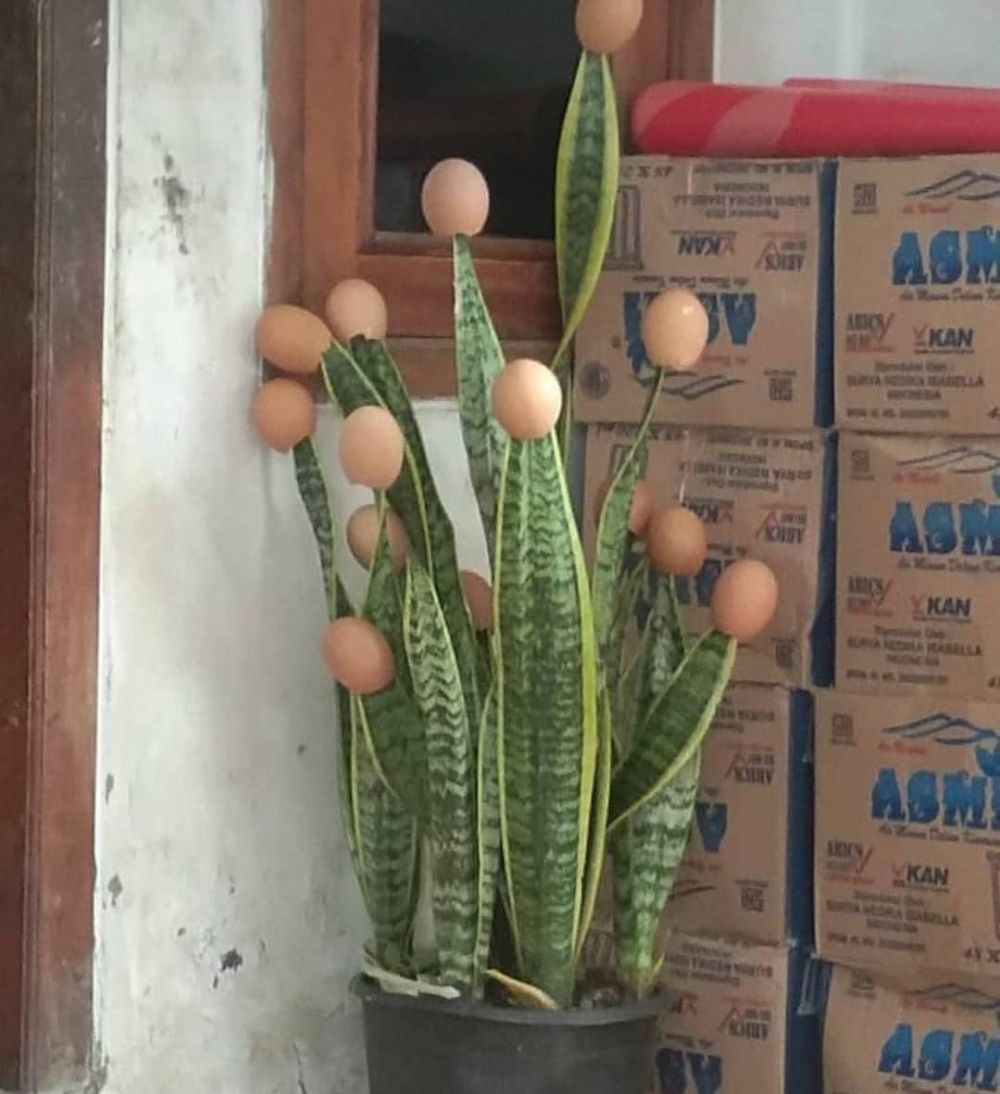 13 Potret lucu dekorasi rumah ini nyelenehnya bikin heran