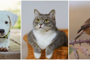 Ini arti kepribadianmu berdasarkan hewan yang kamu pelihara