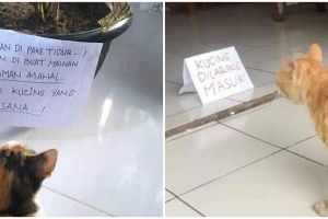15 Peringatan absurd untuk kucing, kasihan tapi bikin ngakak
