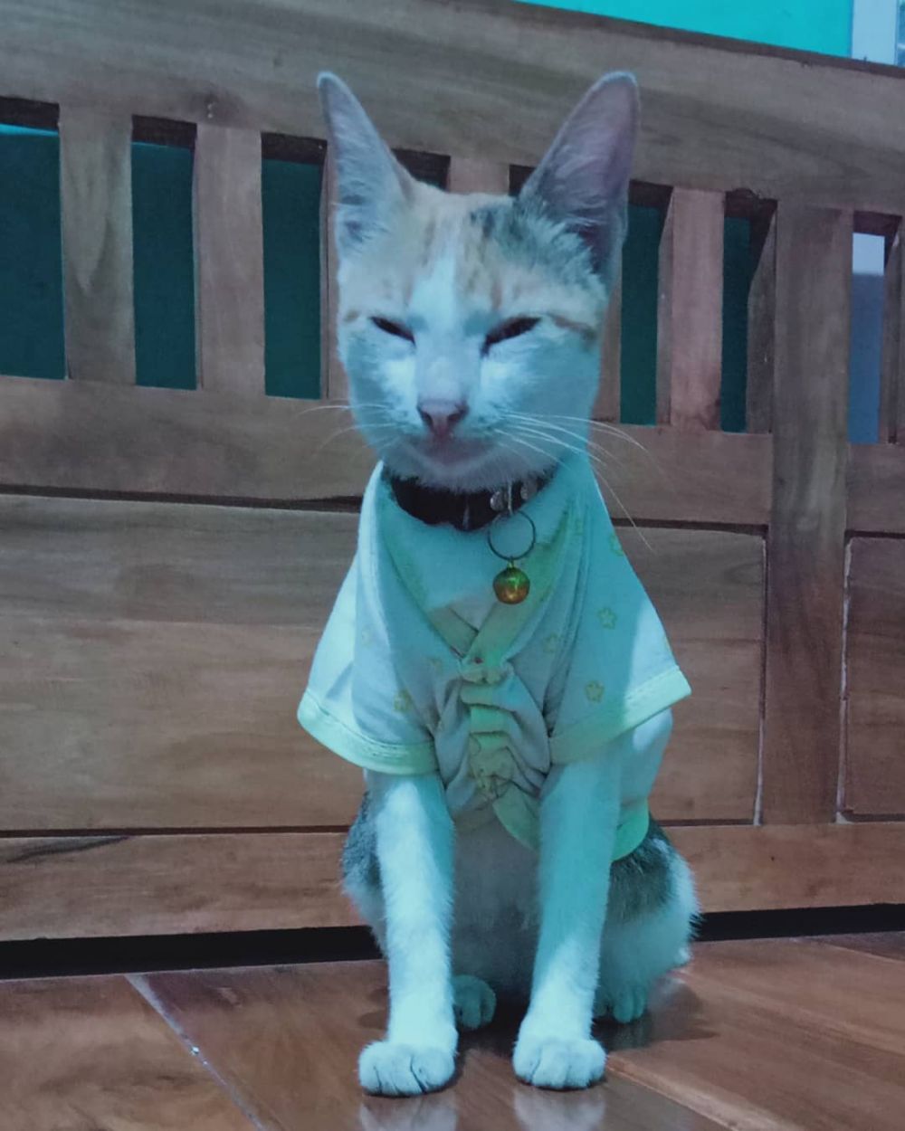 11 potret lucu kucing pakai baju layaknya manusia, bikin tepuk jidat