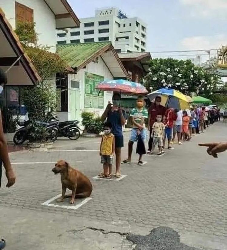 11 Potret lucu hewan jadi photobomb, momennya pas banget nih