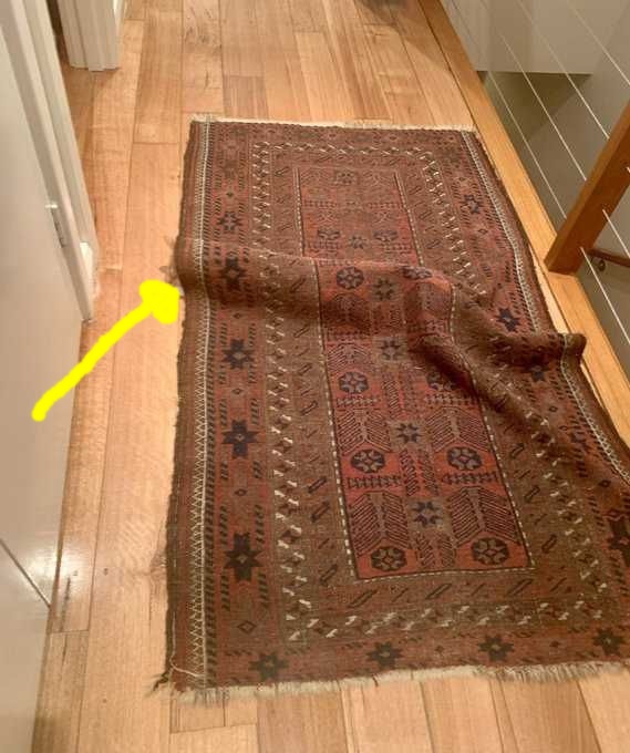 13 Potret kucing sembunyi ini bikin mata kedip dua kali