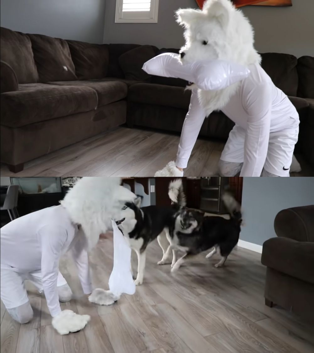 9 Potret lucu tingkah laku majikan tiru hewan kesayangannya