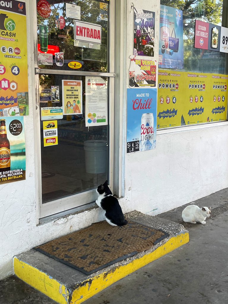 15 Tingkah lucu kucing jaga toko bak karyawan ini kocak pol