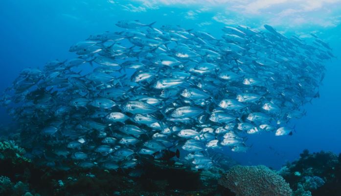 9 Arti mimpi digigit ikan, bisa jadi pertanda baik buat kamu!