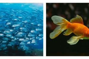 9 Arti mimpi digigit ikan, bisa jadi pertanda baik buat kamu!