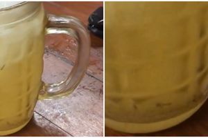 Viral es jeruk berisi jentik nyamuk, auto mual