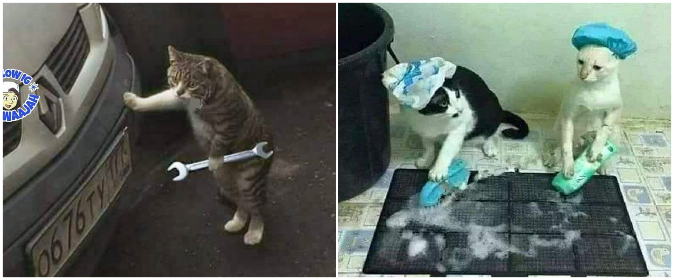 13 Pose kocak kucing seperti manusia ini bikin geleng kepala