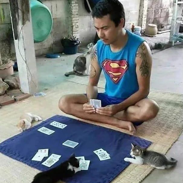 13 Pose kocak kucing seperti manusia ini bikin geleng kepala