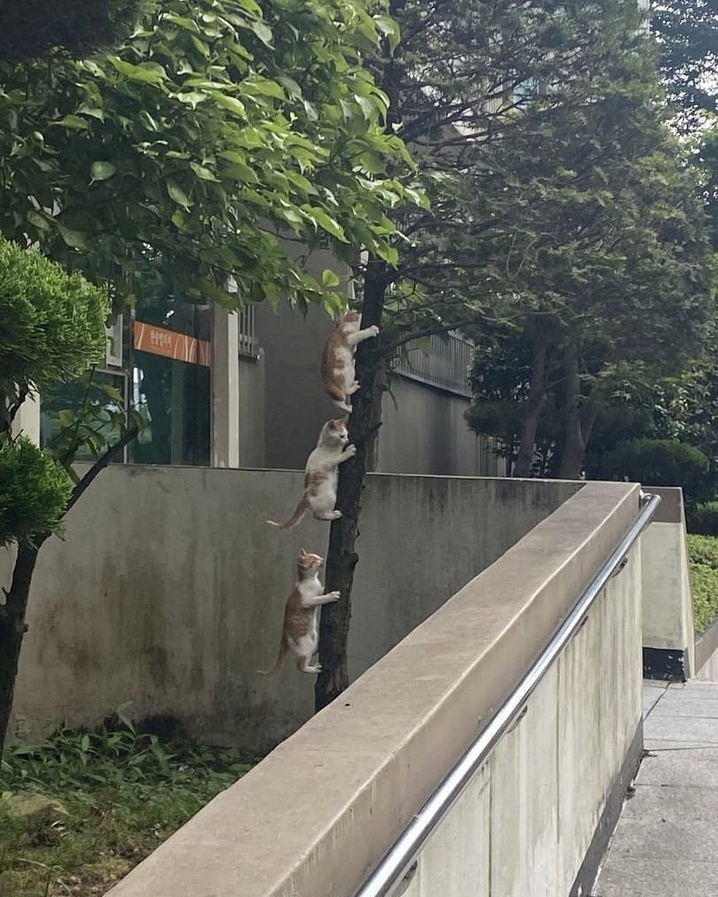 13 Pose kocak kucing seperti manusia ini bikin geleng kepala