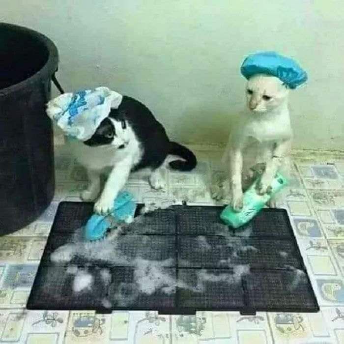 13 Pose kocak kucing seperti manusia ini bikin geleng kepala