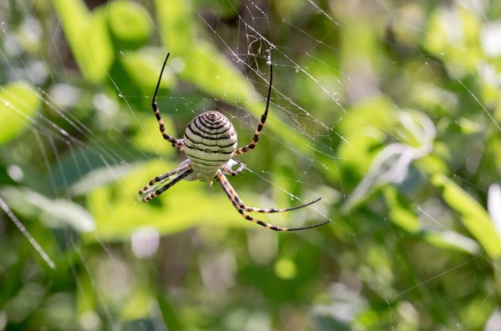 5 Arti mimpi digigit laba-laba, jadi pertanda baik atau buruk?
