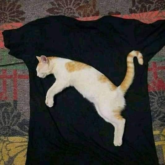 11 Momen lucu kucing nggak sengaja pose nyeleneh, kocak