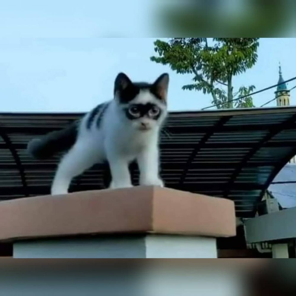 11 Momen lucu kucing nggak sengaja pose nyeleneh, kocak