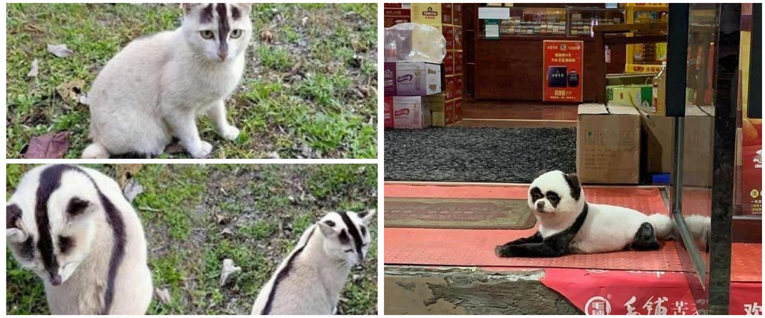 11 Penampakan lucu peliharaan mirip hewan lain, susah dibedain