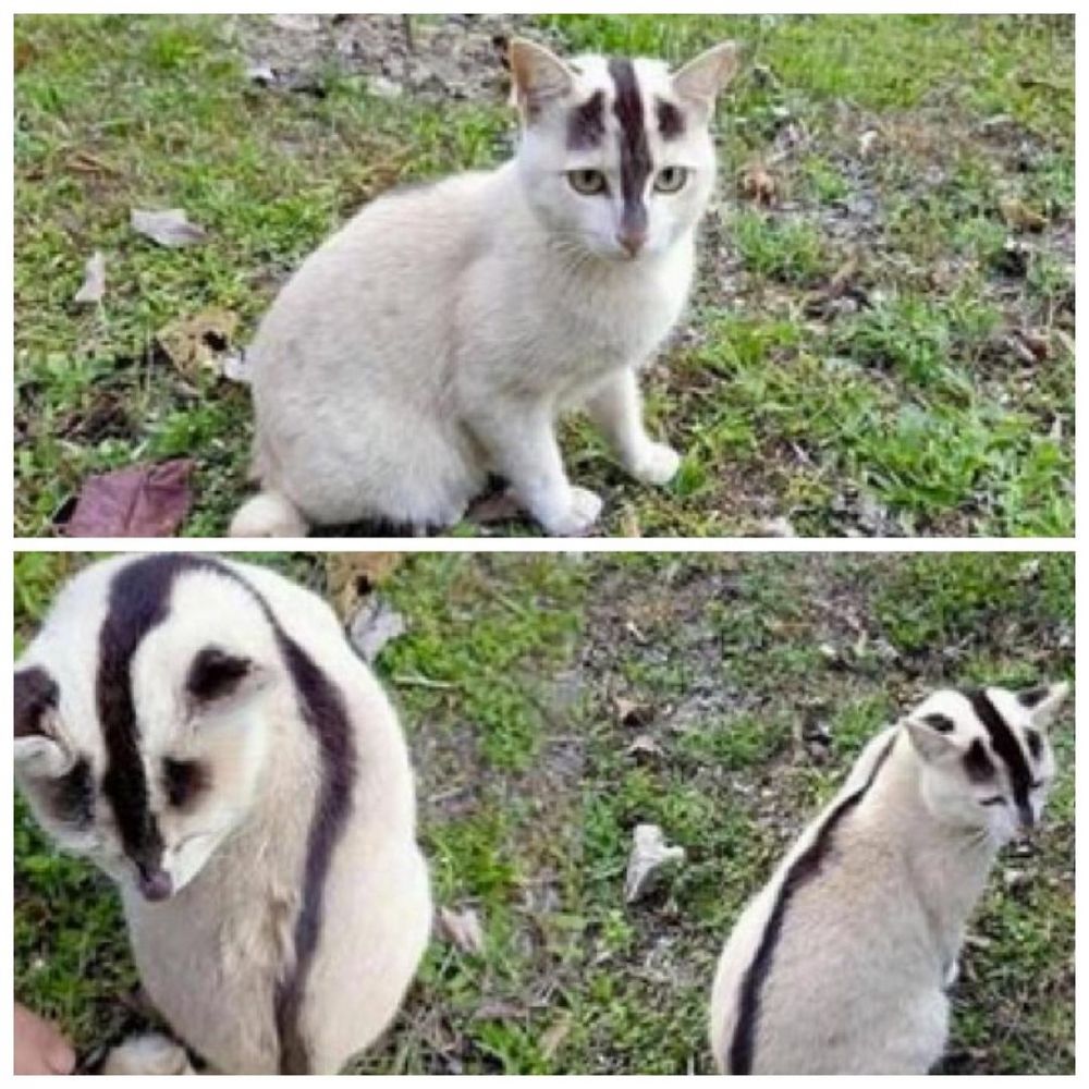 11 Penampakan lucu peliharaan mirip hewan lain, susah dibedain