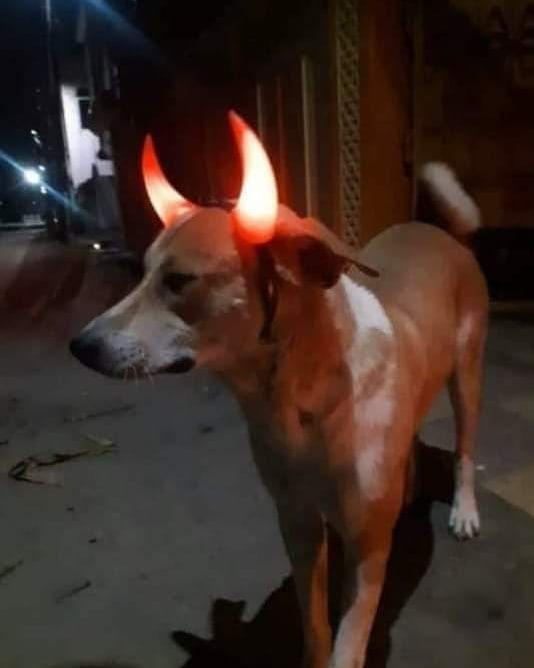 11 Penampakan lucu peliharaan mirip hewan lain, susah dibedain