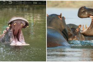 Kisah pria kehilangan tangan karena diserang kuda nil, bikin bergidik