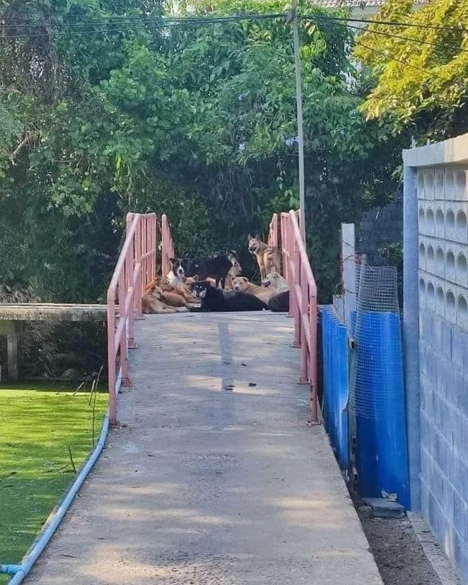 11 Penampakan di jalan ini bikin yang mau lewat jadi mikir