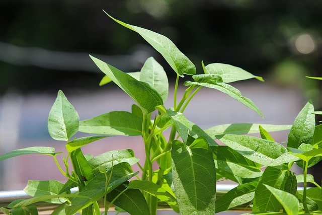 10 Cara menyimpan kangkung biar nggak cepat layu, bisa tanpa kulkas