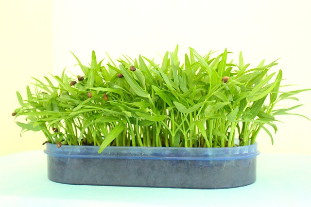 10 Cara menyimpan kangkung biar nggak cepat layu, bisa tanpa kulkas