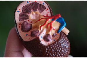 Perlu dihindari, 10 makanan ini bisa jadi penyebab batu ginjal