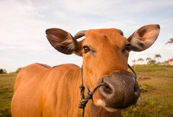 Arti mimpi dikejar sapi 2022 berbagai sumber