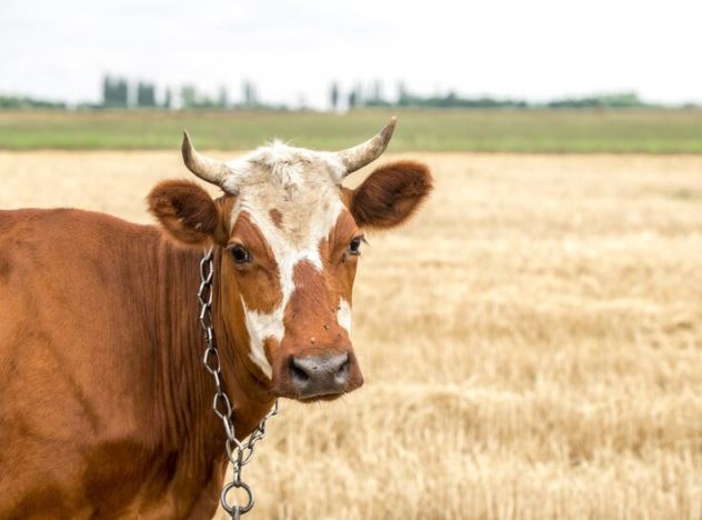 Arti mimpi dikejar sapi 2022 berbagai sumber