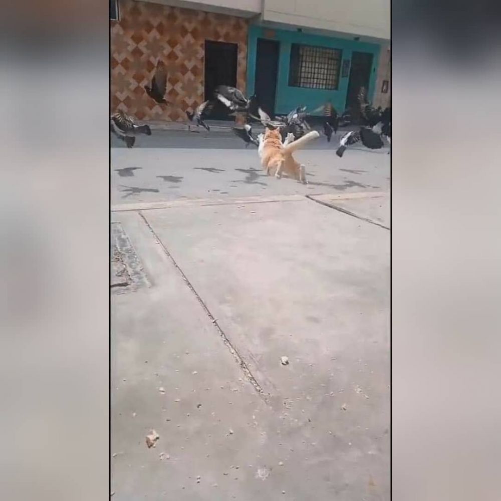 11 Penampakan lucu hewan dipotret dari belakang, lucu abis