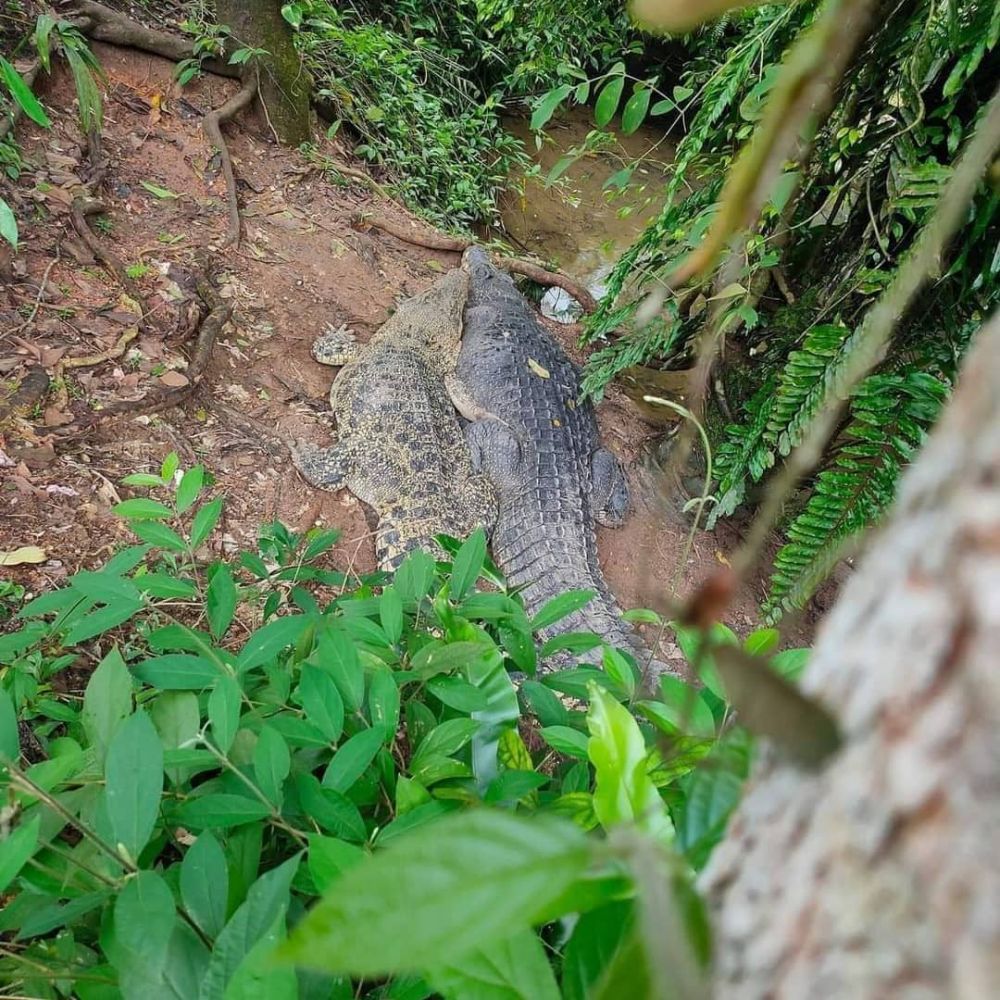 11 Penampakan lucu hewan dipotret dari belakang, lucu abis