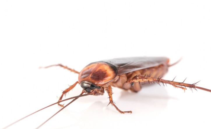 13 Contoh teks anekdot yang singkat, lengkap struktur dan ciri-cirinya