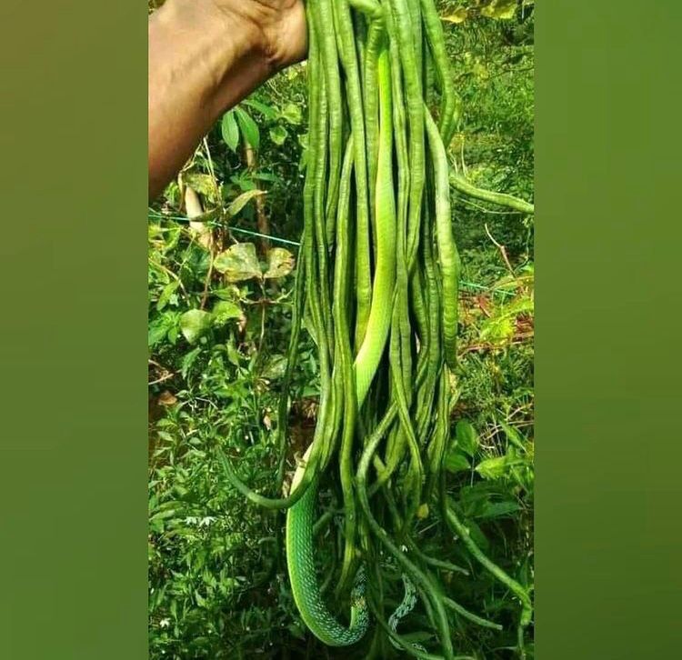 13 Penampakan benda bikin kaget ini pas di-zoom ngeselin