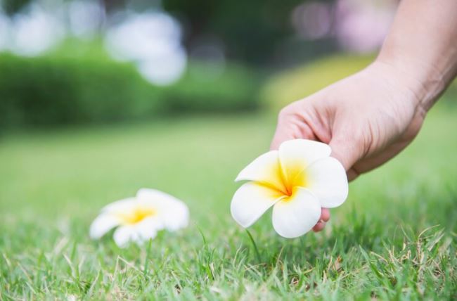10 Arti mimpi memetik bunga yang perlu diketahui, bawa kebahagiaan