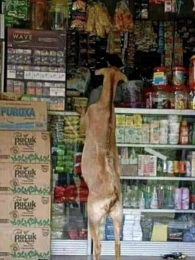 11 Momen kocak hewan ikut belanja bak manusia ini aksinya ada-ada aja