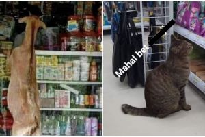11 Momen kocak hewan ikut belanja bak manusia ini aksinya ada-ada aja