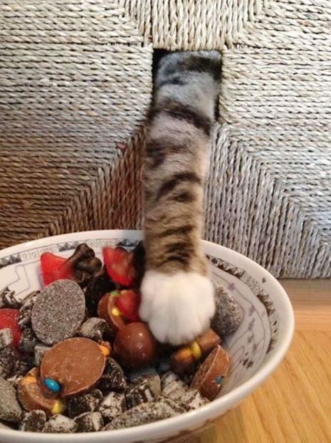 13 Momen lucu kucing mencuri makanan, aksinya kocak banget