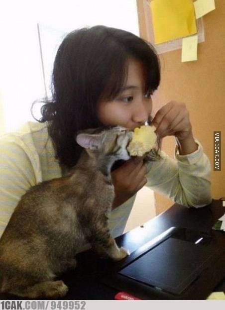 13 Momen lucu kucing mencuri makanan, aksinya kocak banget