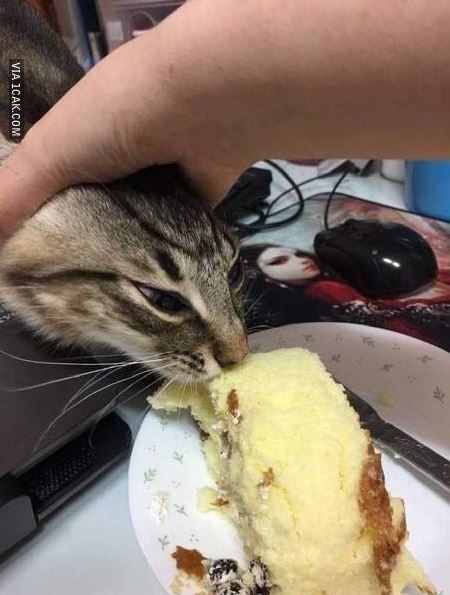13 Momen lucu kucing mencuri makanan, aksinya kocak banget
