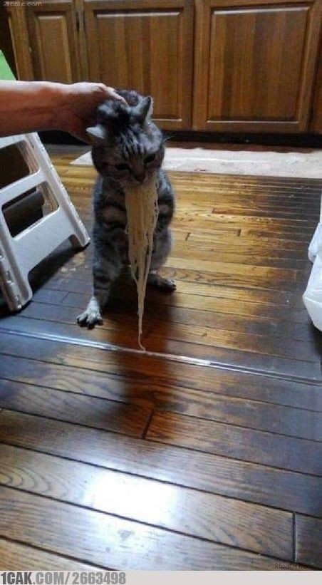 13 Momen lucu kucing mencuri makanan, aksinya kocak banget