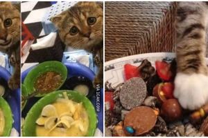 13 Momen lucu kucing mencuri makanan, aksinya kocak banget